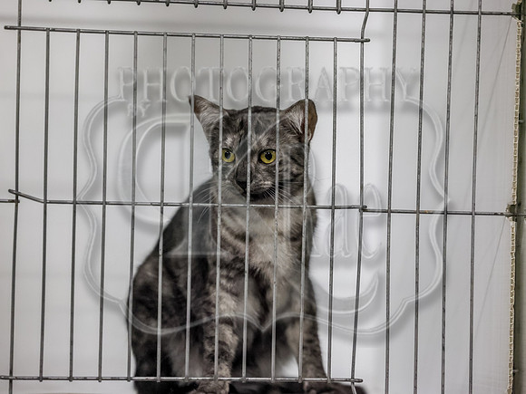 CatShowSun-0018
