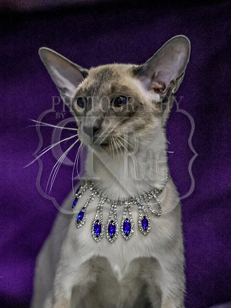 CatShowSun-0161