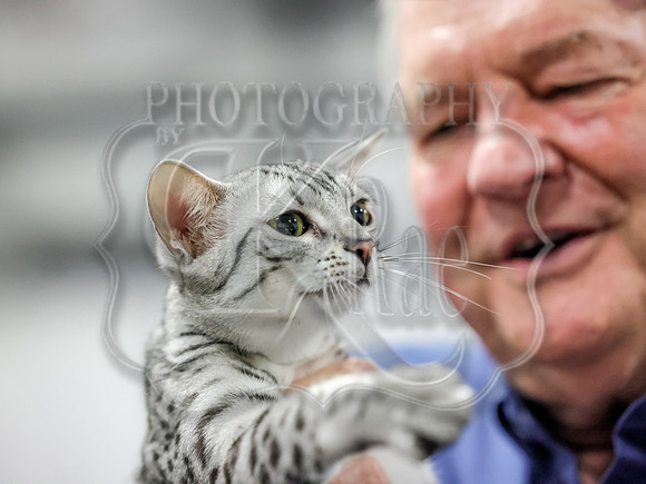 CatShowSun-0103