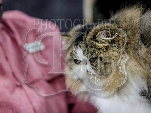 CatShowSun-0174