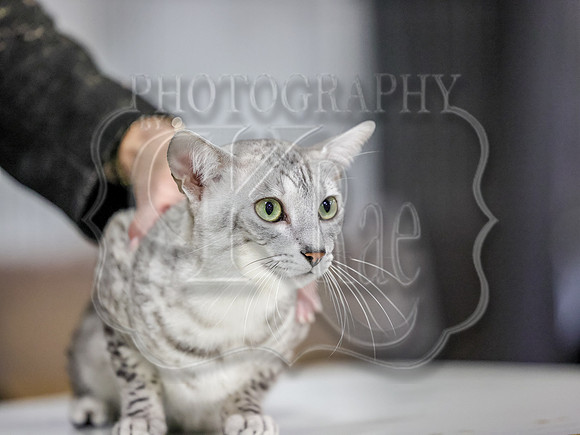 CatShowSun-0047
