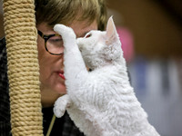 CatShowSun-0034
