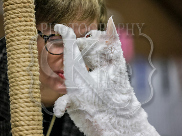 CatShowSun-0034