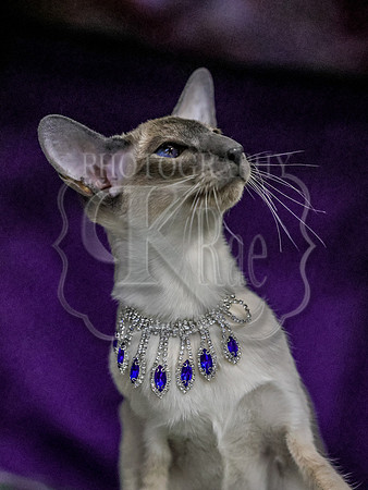 CatShowSun-0164