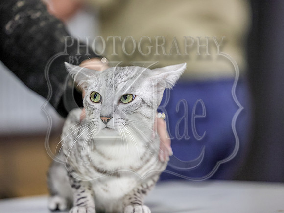 CatShowSun-0049