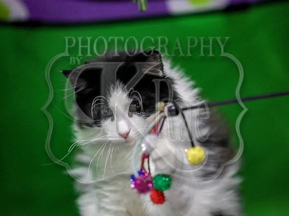 CatShowSun-0114