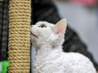 CatShowSun-0022