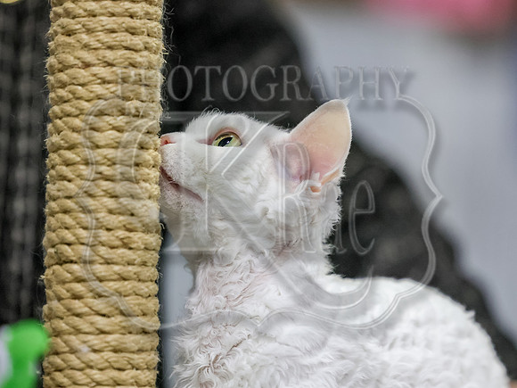 CatShowSun-0022