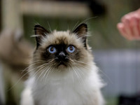 CatShowSat-0327