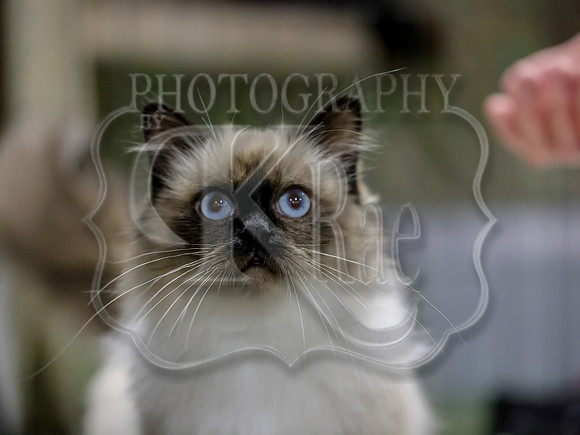 CatShowSat-0327