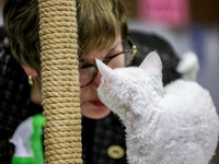CatShowSun-0031