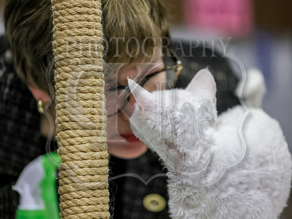CatShowSun-0031