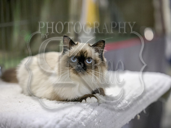 CatShowSun-0137