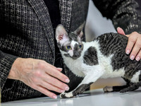 CatShowSun-0015
