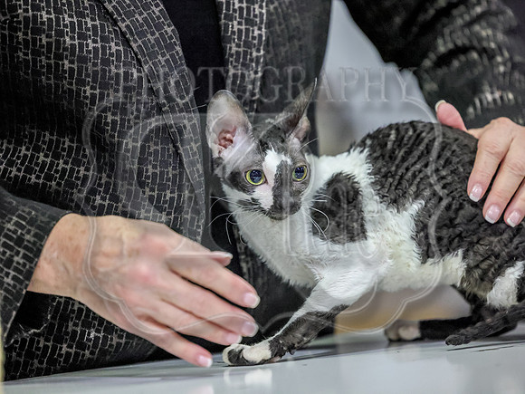 CatShowSun-0015