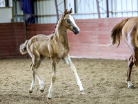 krae-1703