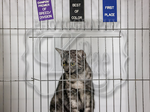 CatShowSun-0077