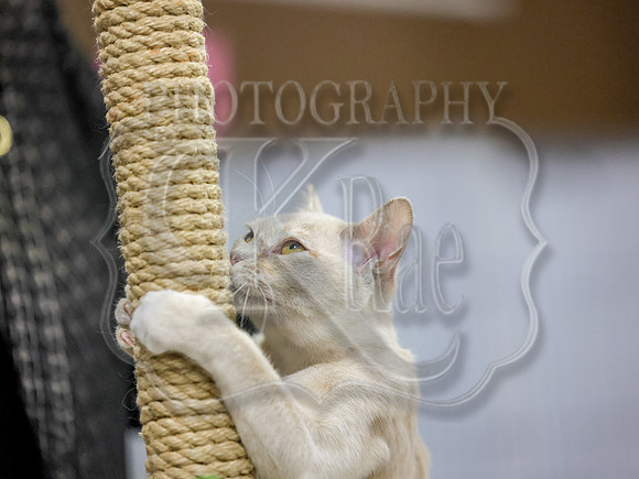 CatShowSun-0082
