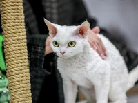 CatShowSun-0026
