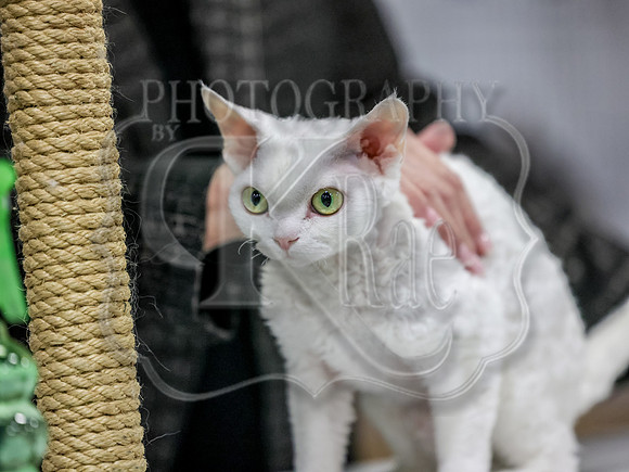 CatShowSun-0026