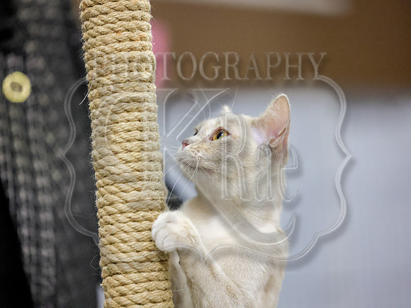 CatShowSun-0081