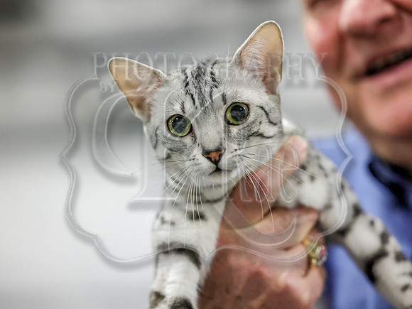 CatShowSun-0097