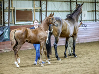 Filly4