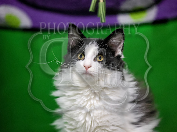 CatShowSun-0118