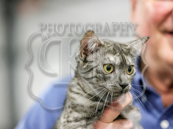 CatShowSun-0089