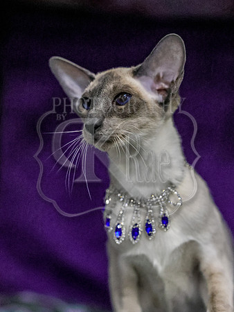 CatShowSun-0166