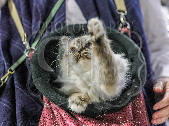CatShowSun-0132