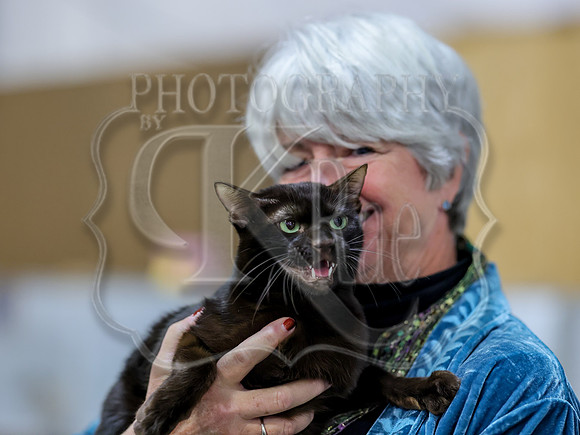 CatShowSat-0757