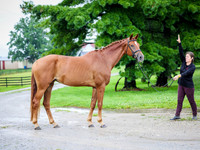 Filly1