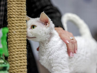 CatShowSun-0021