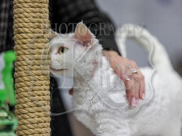 CatShowSun-0021