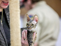 CatShowSun-0006