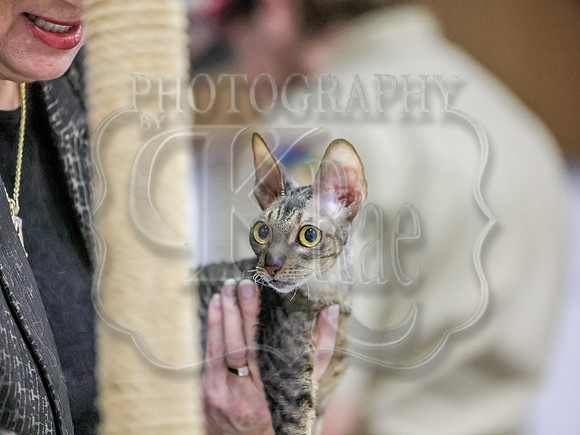 CatShowSun-0006