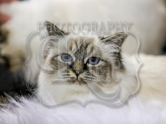 CatShowSun-0123