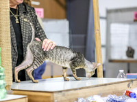 CatShowSun-0008