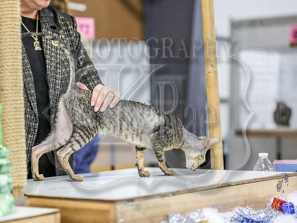 CatShowSun-0008