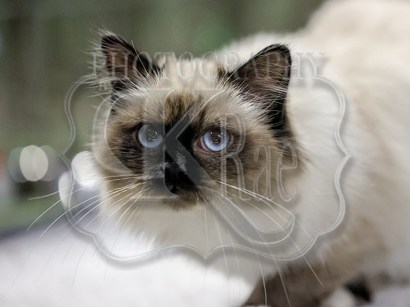 CatShowSun-0140