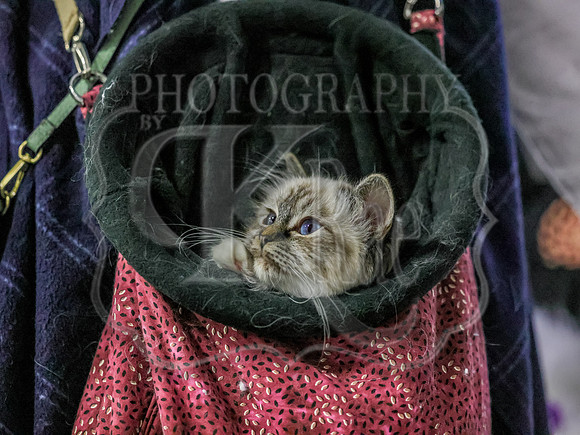 CatShowSun-0129