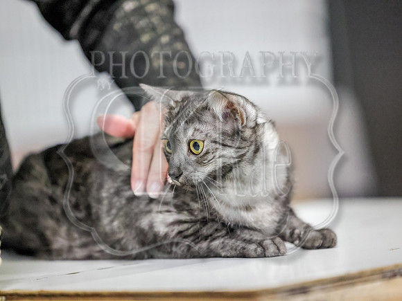 CatShowSun-0072